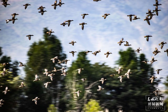 在湖面上形成“鸟浪”奇观（采访传编辑）有一种叫云南的生活 大理洱源东湖湿地现万鸟欢飞独特景观（有视频）.jpg