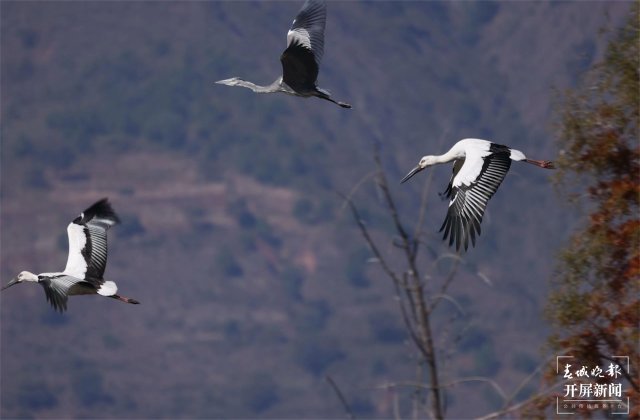 振翅飞翔有一种叫云南的生活 大理洱源：一级“国保”罕见同框觅食（有视频）.JPG