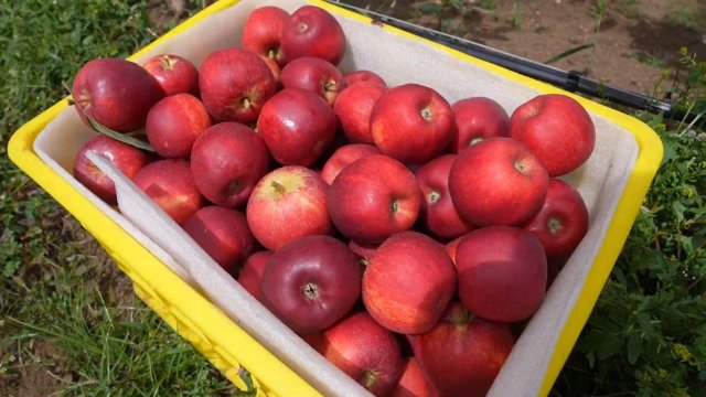 富裕美丽之城 和谐香格里拉 | 科技果园促增收 小苹果托起乡村振兴大发展