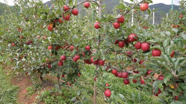 富裕美丽之城 和谐香格里拉 | 科技果园促增收 小苹果托起乡村振兴大发展