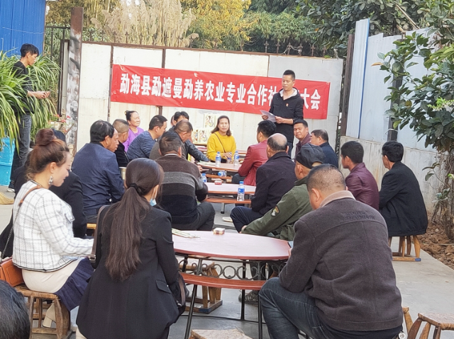 勐海县勐养村：党组织领办合作社，“一粒米”里说丰年