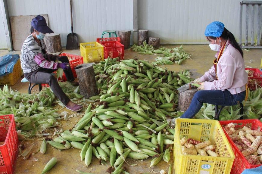 有一种叫云南的生活·一种“象”往的幸福｜勐阿镇：小糯玉米成为助农增收大产业