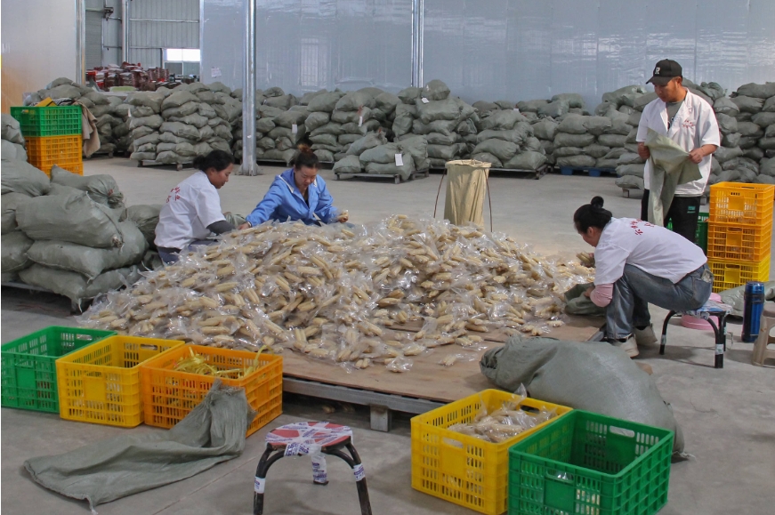 有一种叫云南的生活·一种“象”往的幸福｜勐阿镇：小糯玉米成为助农增收大产业