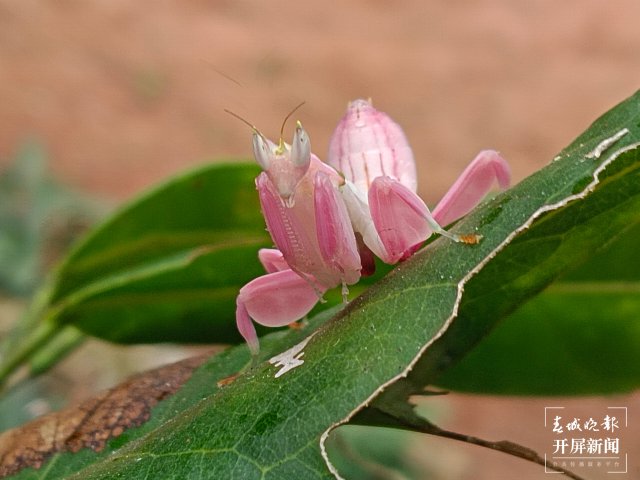 图为在宁洱县黎明乡发现的兰花螳螂4 张兴科 摄.jpg