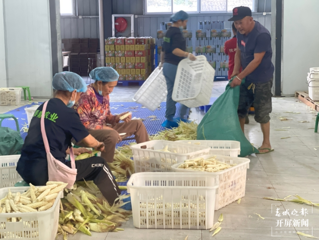 小糯玉米产业为乡村振兴“添油加码”1.png