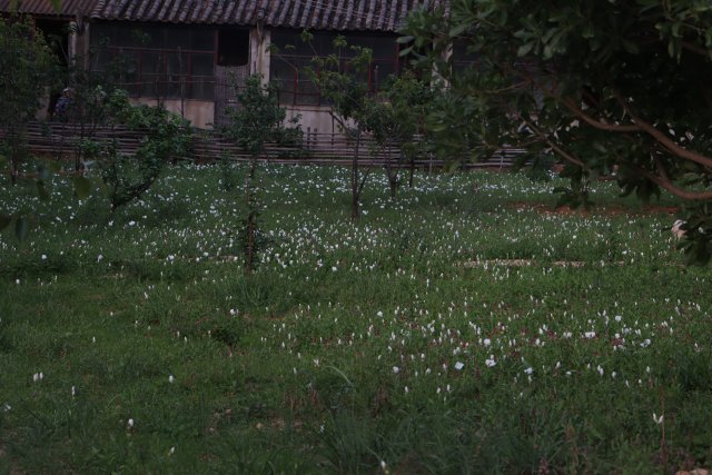 傍晚，麻风村敬老院里白色的月见草正在绽放.JPG