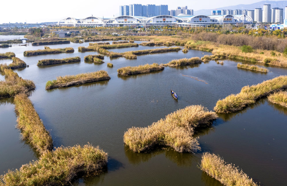 ↑这是2月2日拍摄的昆明五甲塘湿地公园一景（无人机照片）。01.jpg