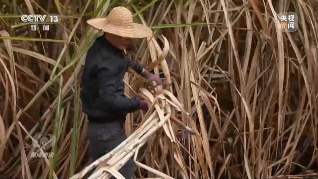 焦点访谈丨牢记总书记嘱托 种业振兴食物丰