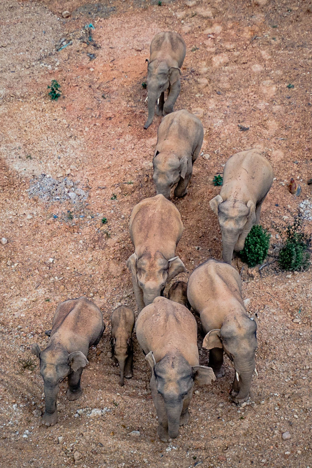 2021年5月28日在玉溪市峨山县境内拍摄到的象群（无人机照片）。 新华社记者胡超摄.jpg