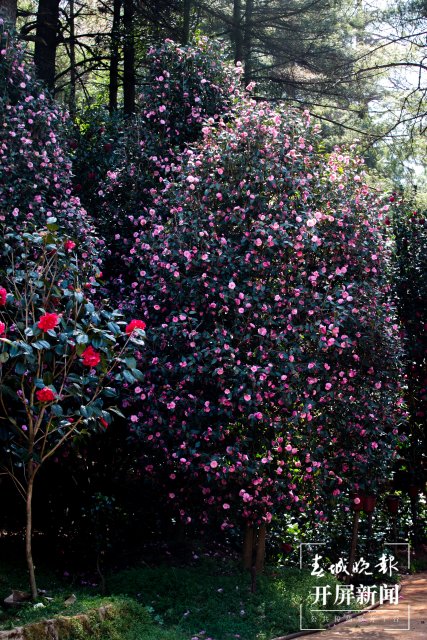 一棵树上竟花开万朵，昆明5棵山茶现奇观 高伟 摄