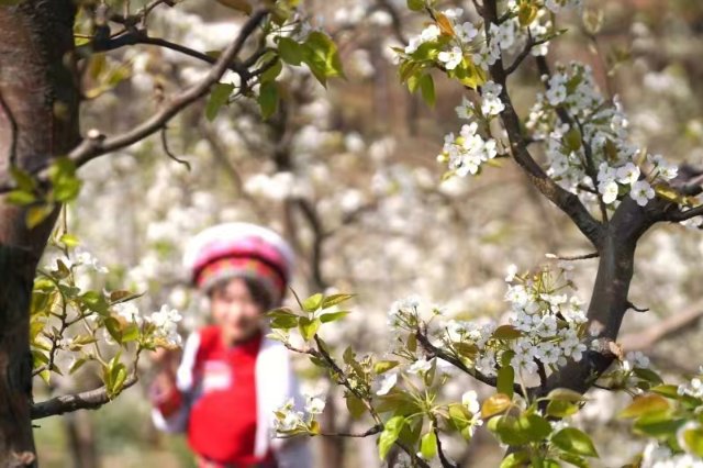 春有约，邀您在云龙“赏”万亩梨花-4.jpg