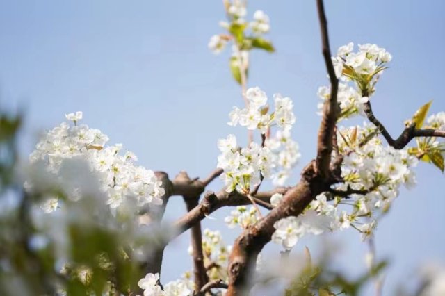 春有约，邀您在云龙“赏”万亩梨花-7.jpg