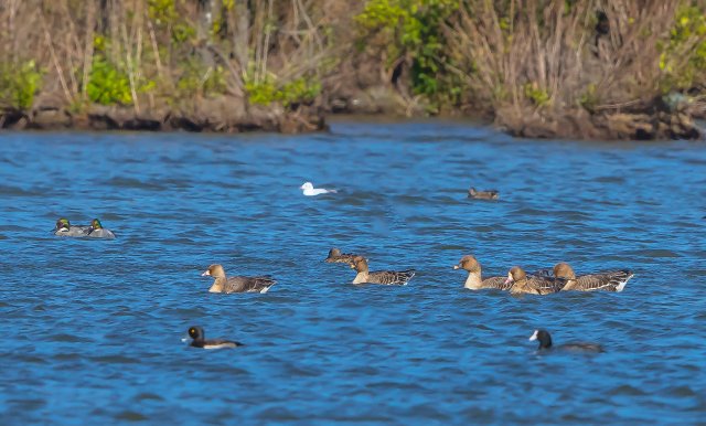 这是白额雁、短嘴豆雁一起在滇池的照片，拍摄于2023年1月.jpg
