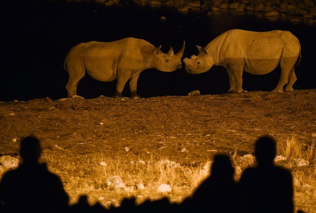纳米比亚今年已有28头犀牛遭偷猎