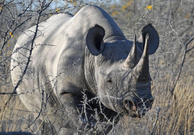 纳米比亚今年已有28头犀牛遭偷猎