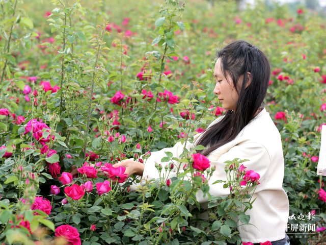 游客到基地采摘食用玫瑰花。尹永权 摄.JPG