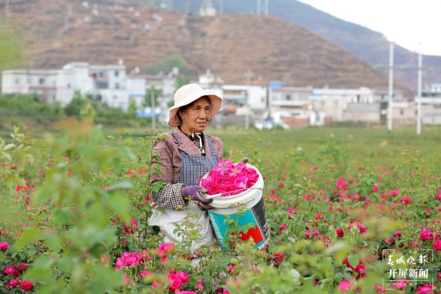务工群众在基地采摘食用玫瑰。尹永权 摄.JPG