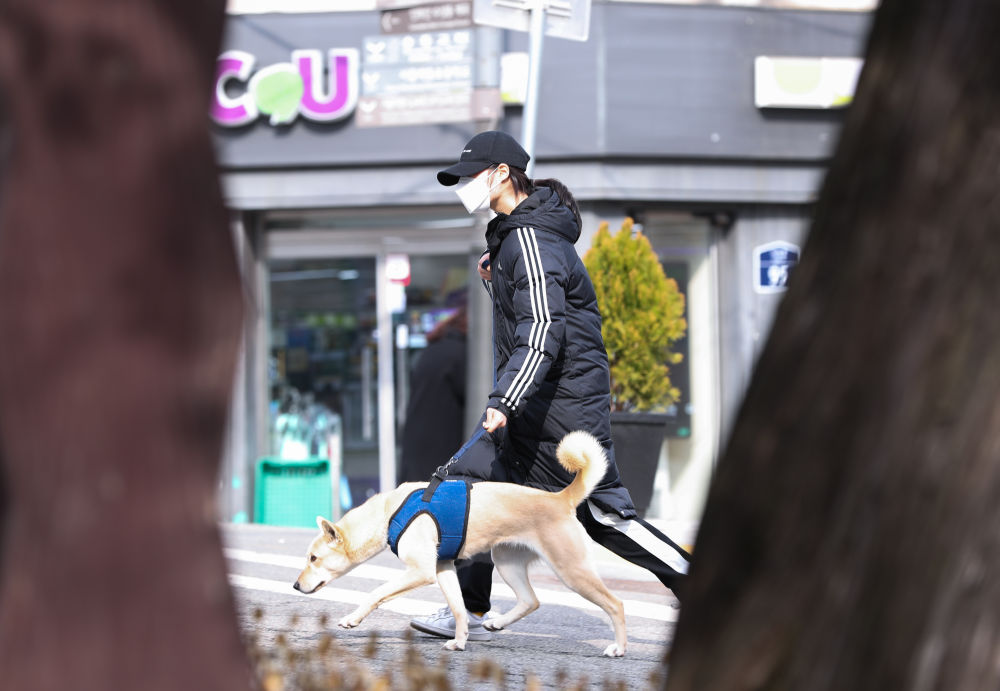 2020年2月26日，在韩国首尔，一名市民在戴着口罩遛狗。新华社记者王婧嫱摄.jpg