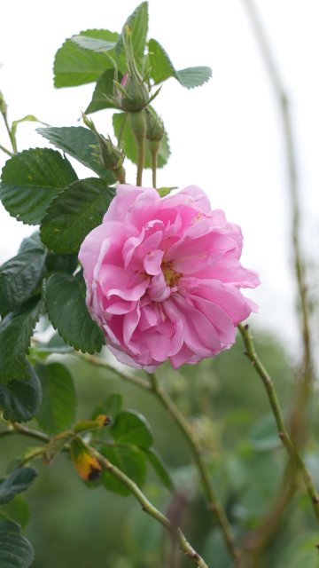 追风逐花 爱在大理 | 洱海东岸，采撷一朵大马士革玫瑰的芬芳