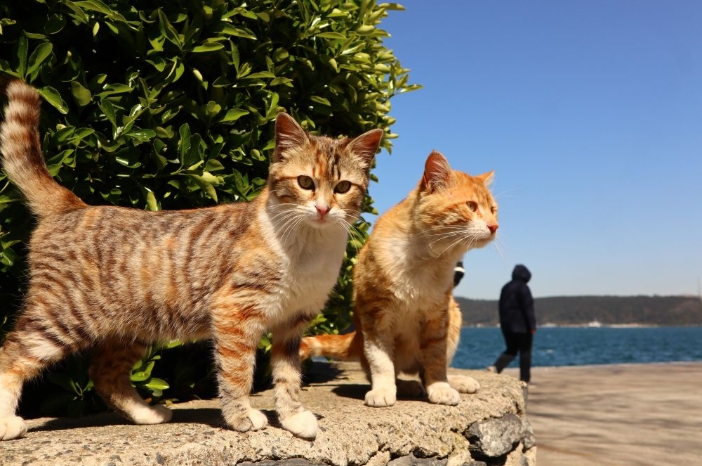 2021年4月26日，两只猫在位于土耳其伊斯坦布尔的博斯普鲁斯海峡边享受春日的阳光。新华社记者徐速绘摄.png
