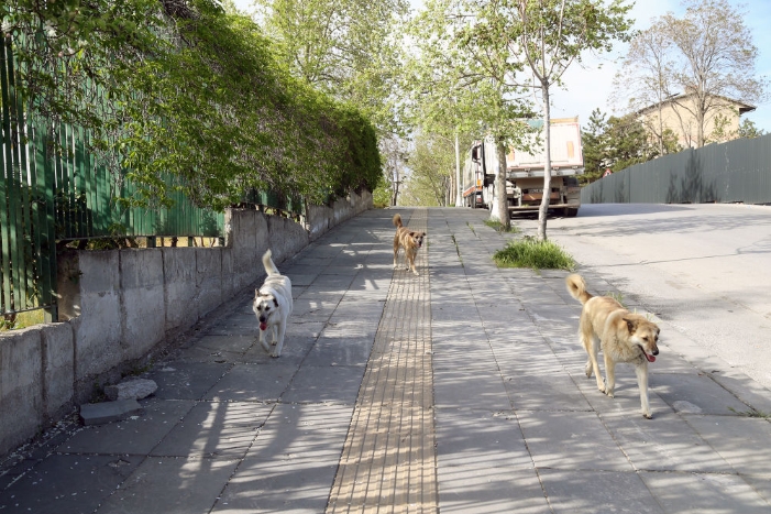 这是4月17日拍摄的土耳其安卡拉街上的流浪狗。新华社发（穆斯塔法·卡亚摄）.png