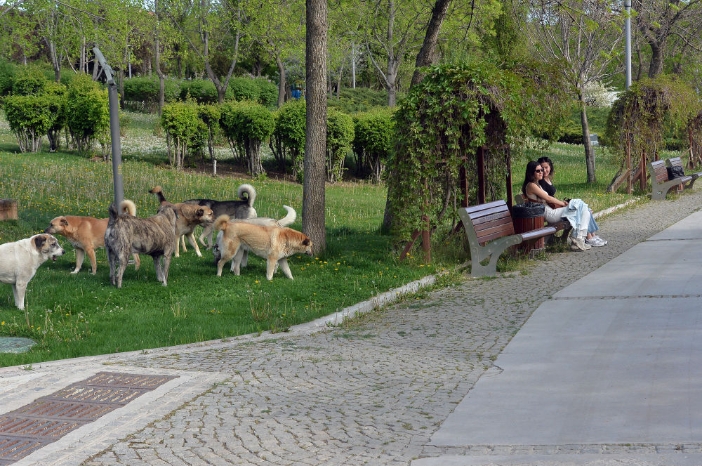 这是4月17日拍摄的土耳其安卡拉一个公园里的流浪狗。新华社发（穆斯塔法·卡亚摄）01.png