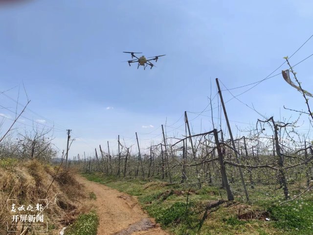无人机开始给苹果园进行空中授粉作业1.jpg