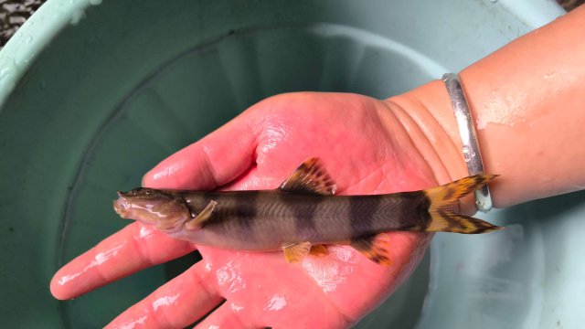新发现！赤水河云南段首次监测到长薄鳅，属国家二级保护动物