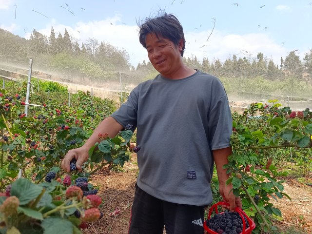 工人在忙着采摘成熟的树莓。5月1日摄。.jpg