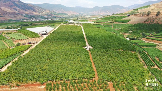 （采访传编辑）美好生活在云南 大理宾川：残次水果做肥料，酵素种出生态果 (12).JPG