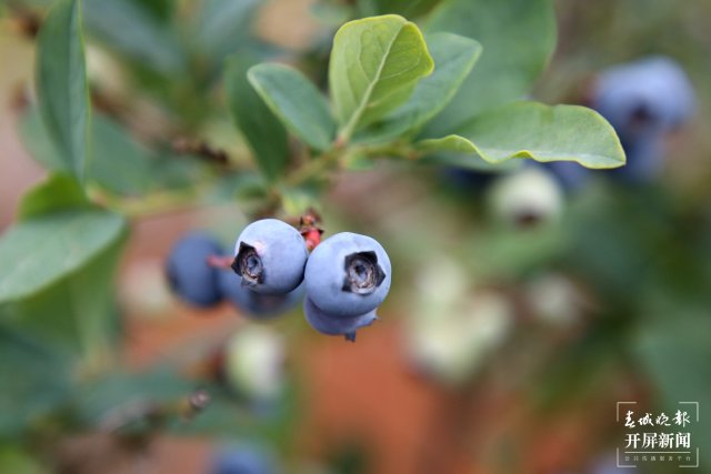 成熟的蓝莓。尹永权 摄 (1).JPG