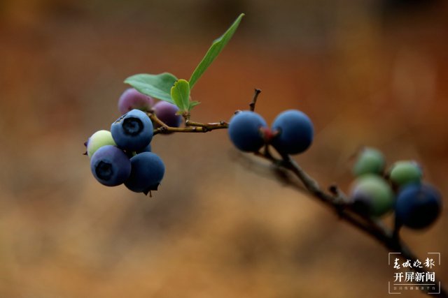 成熟的蓝莓。尹永权 摄 (2).JPG