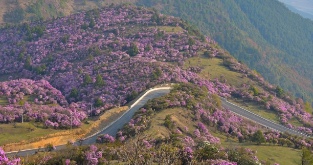 追风逐花 爱在大理 | “通往云端”的剑川马象公路：牛羊、雪山、风车、杜鹃花海的天堂