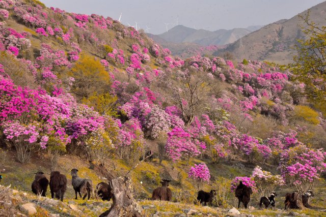 追风逐花 爱在大理 | “通往云端”的剑川马象公路：牛羊、雪山、风车、杜鹃花海的天堂