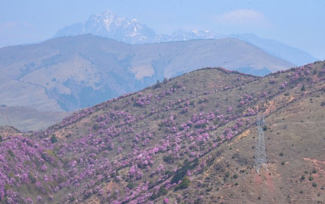 追风逐花 爱在大理 | “通往云端”的剑川马象公路：牛羊、雪山、风车、杜鹃花海的天堂