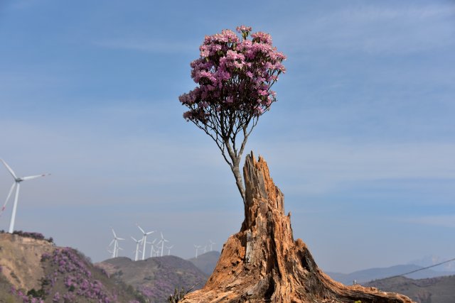 追风逐花 爱在大理 | “通往云端”的剑川马象公路：牛羊、雪山、风车、杜鹃花海的天堂