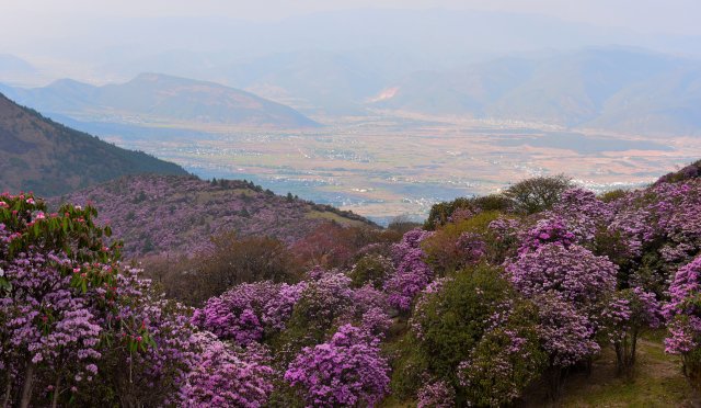 追风逐花 爱在大理 | “通往云端”的剑川马象公路：牛羊、雪山、风车、杜鹃花海的天堂