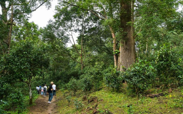 在景迈山的古茶林中，高大的乔木与低矮的茶树和地表的草本植物共同造就了立体群落结构，这为茶树提供了适宜的生长环境 新华社记者 李贺 摄