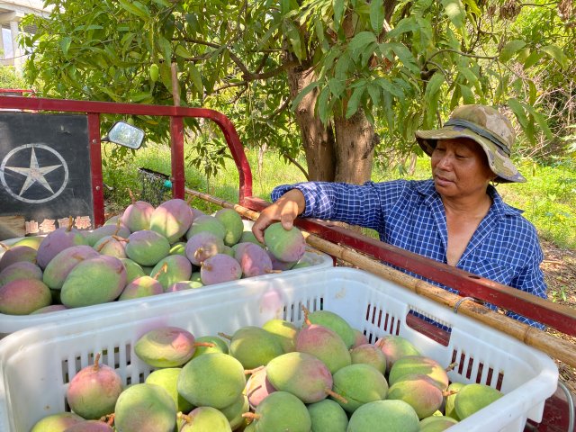 果农在整理刚摘的芒果（苹果芒） 5月15日拍摄.jpg