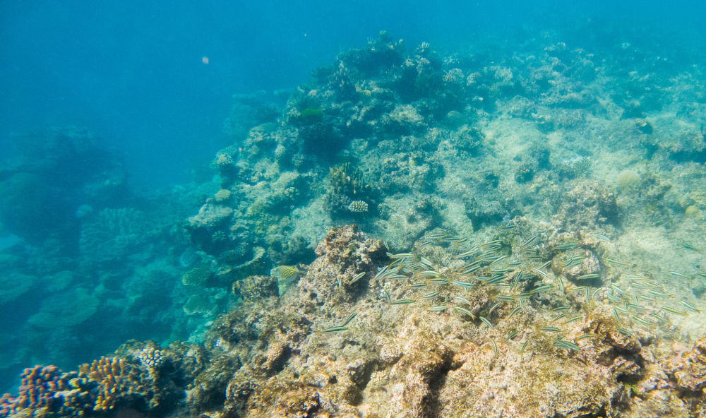 图为2021年6月2日在澳大利亚昆士兰拍摄的大堡礁海域珊瑚礁。新华社记者张玥摄.jpg