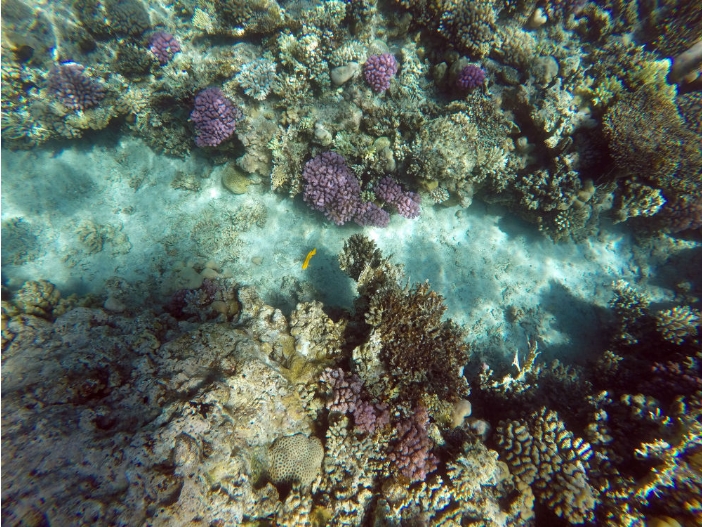 图为2月11日在埃及胡尔加达拍摄的红海海底珊瑚。新华社记者隋先凯摄.png
