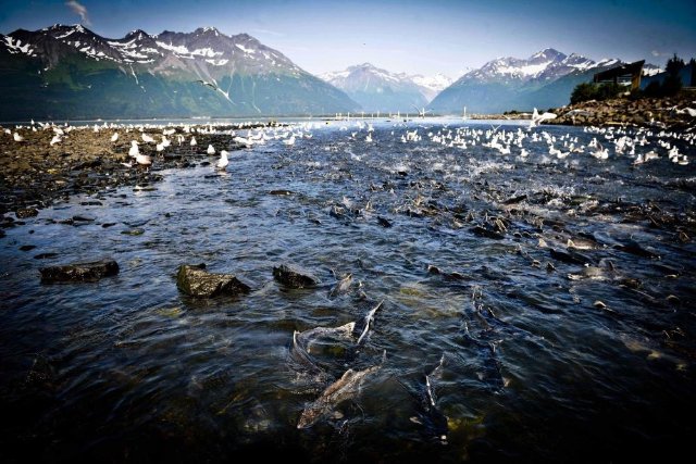 这是2012年8月14日拍摄的美国阿拉斯加州瓦尔迪兹港水域中洄游的鲑鱼群。新华社记者申宏摄.jpg