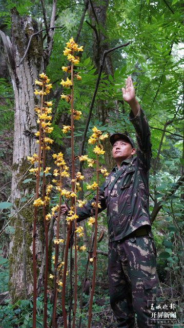 （采访传编辑）大理宾川拉乌乡首次发现濒危保护植物毛萼山珊瑚（有视频） (3).JPG