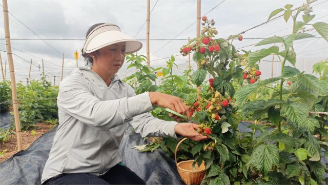 王明芬正在采摘树莓(5).jpg