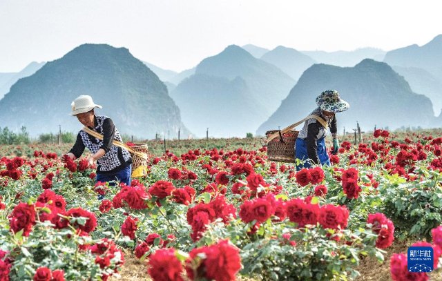 6月15日，丘北县花农在种植基地采摘玫瑰。新华社发（熊平祥摄）