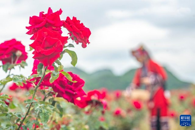 6月15日，丘北县花农在种植基地采摘玫瑰。新华社发（熊平祥摄）