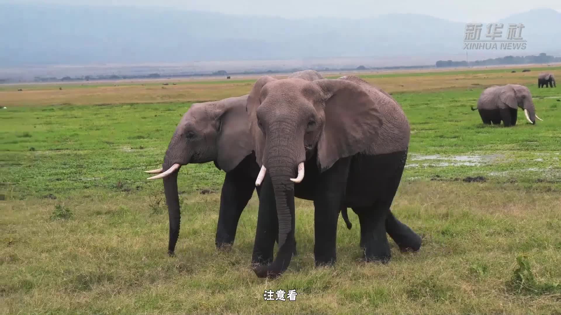 亚洲象、非洲象傻傻分不清楚？专家教你一眼识别
