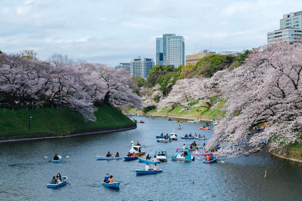 2022年3月27日，人们在日本东京千鸟渊乘船欣赏樱花。新华社记者张笑宇摄.jpeg