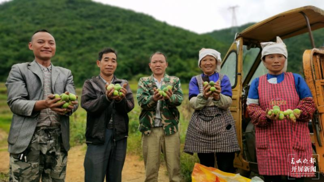 开展回归种植 做好产品研发 蒜头果成为广南群众增收致富“金果果”