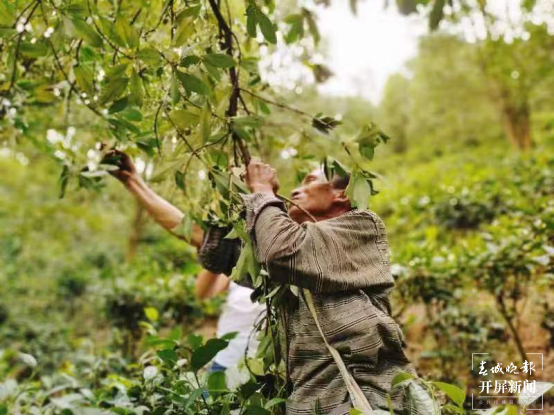 广南县：八角树成“摇钱树” 八角林变“致富林”